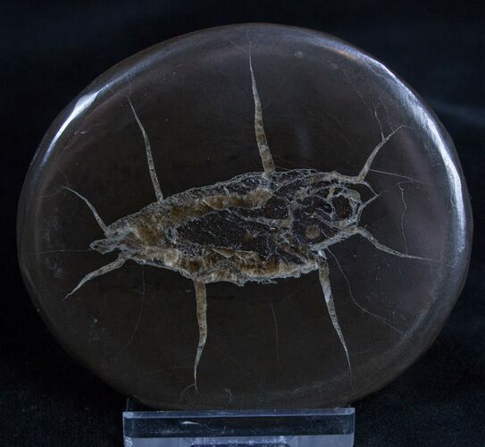 Polished Fish Coprolite (Fossil Poo) #2274